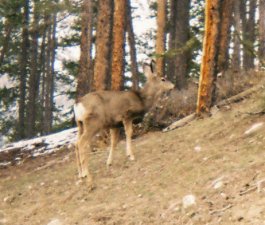 deer