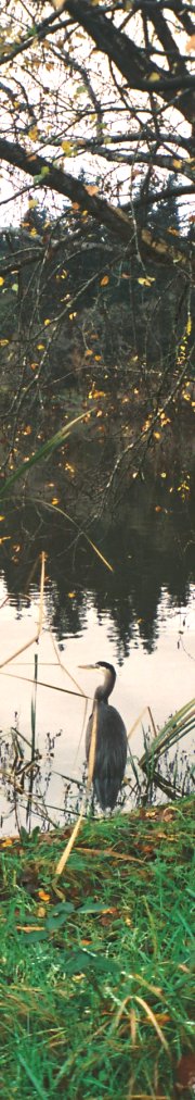 リラックス風景 お友達の鳥さん