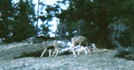 deer