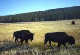 リラックス風景　buffalo